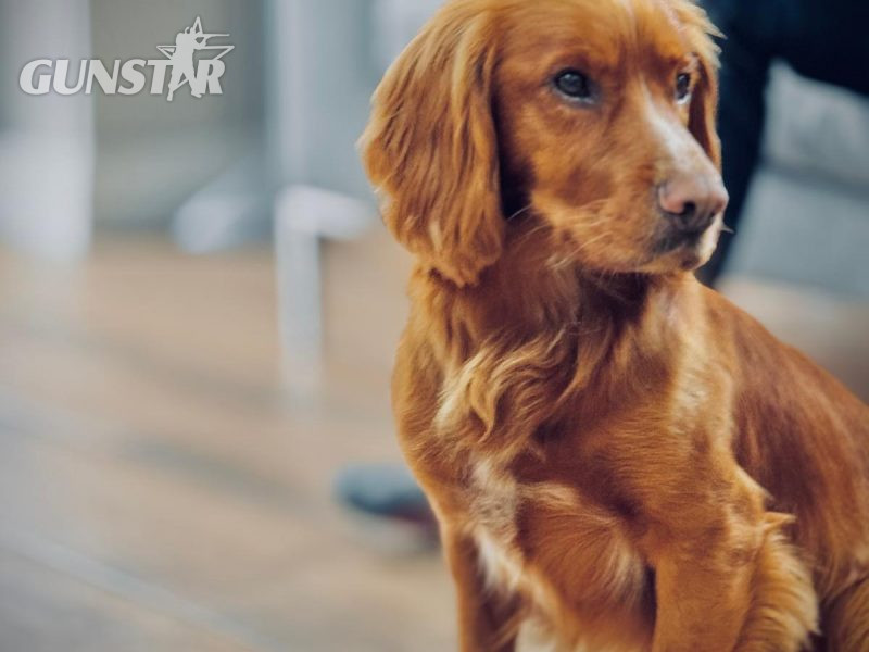 Fin - Red Cocker Spaniel Stud (KC Reg.) with strong working heritage - {CATEGORY}