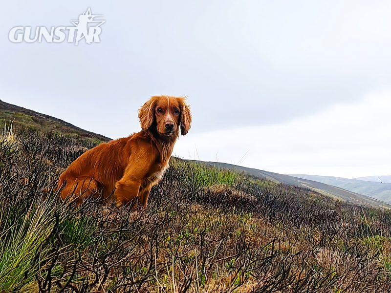 Fin - Red Cocker Spaniel Stud (KC Reg.) with strong working heritage