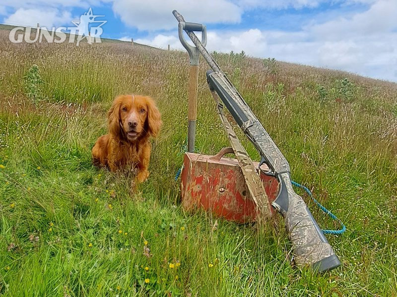 Fin - Red Cocker Spaniel Stud (KC Reg.) with strong working heritage 