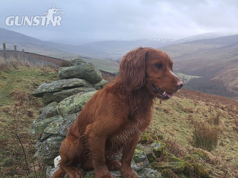 Fin - Red Cocker Spaniel Stud (KC Reg.) with strong working heritage - {CATEGORY} in 