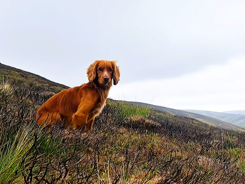 Fin - Red Cocker Spaniel Stud (KC Reg.) with strong working heritage