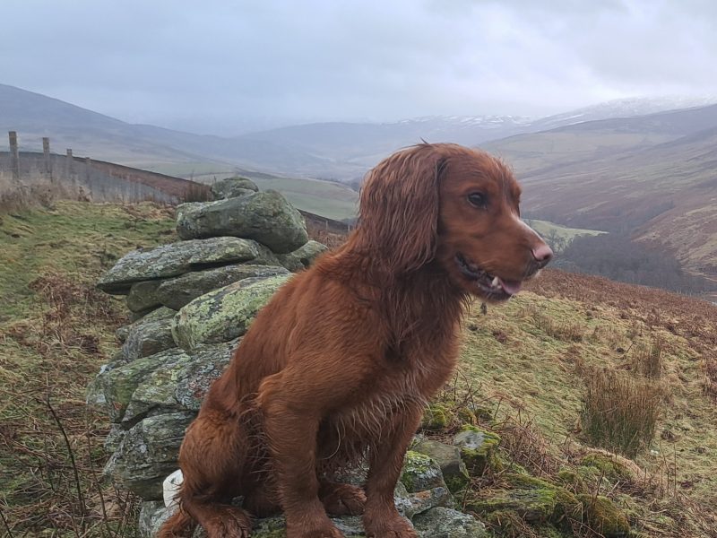 Fin - Red Cocker Spaniel Stud (KC Reg.) with strong working heritage - {CATEGORY} in 