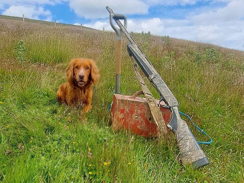 Fin - Red Cocker Spaniel Stud (KC Reg.) with strong working heritage 