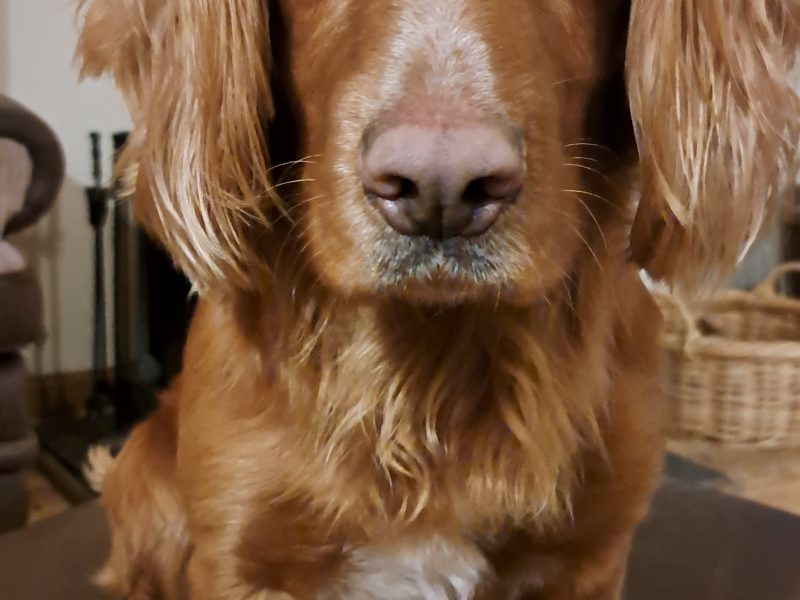 {CATEGORY} - Fin - Red Cocker Spaniel Stud (KC Reg.) with strong working heritage