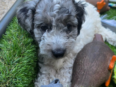 Last female cockapoo 