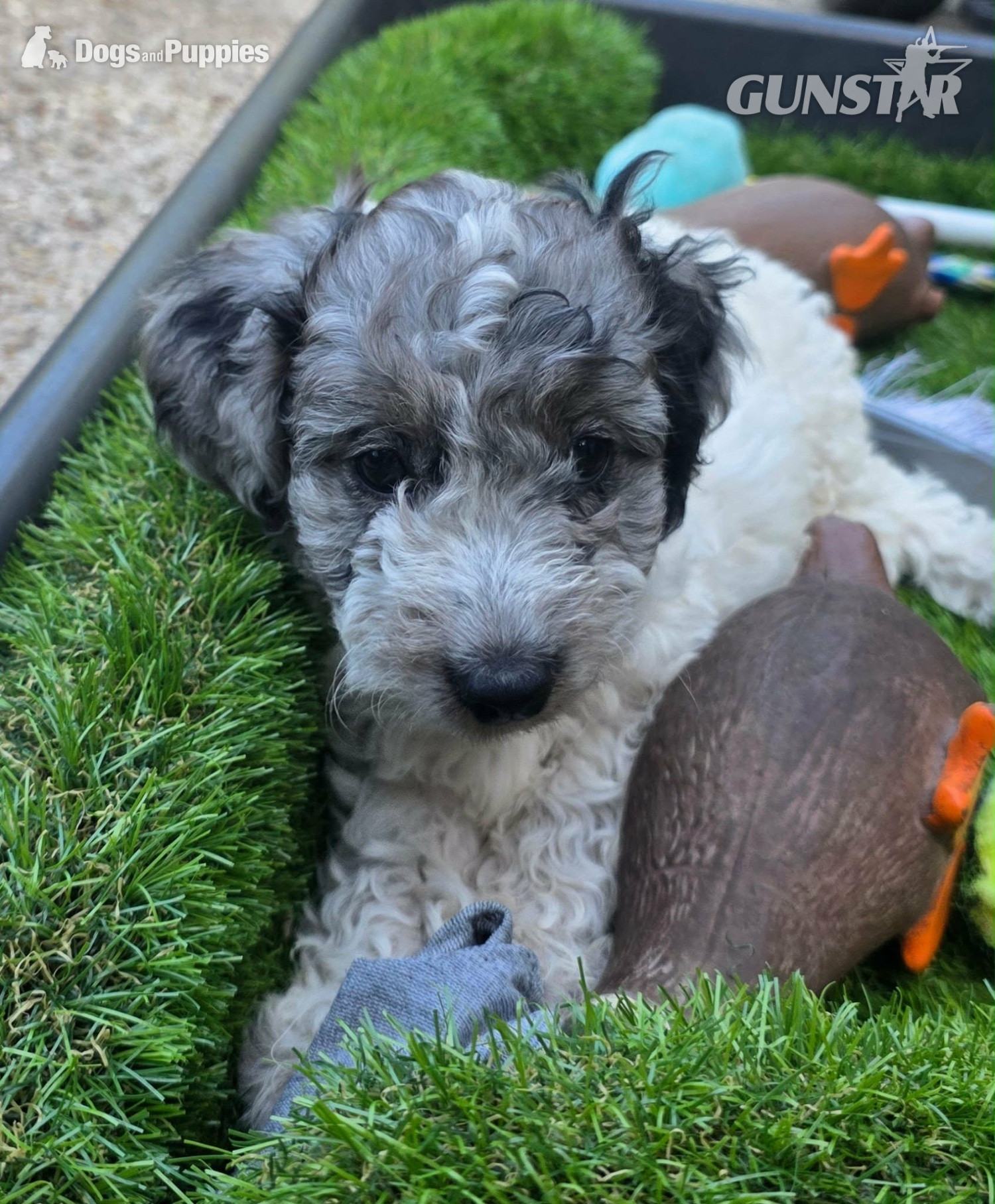 Last female cockapoo  in 