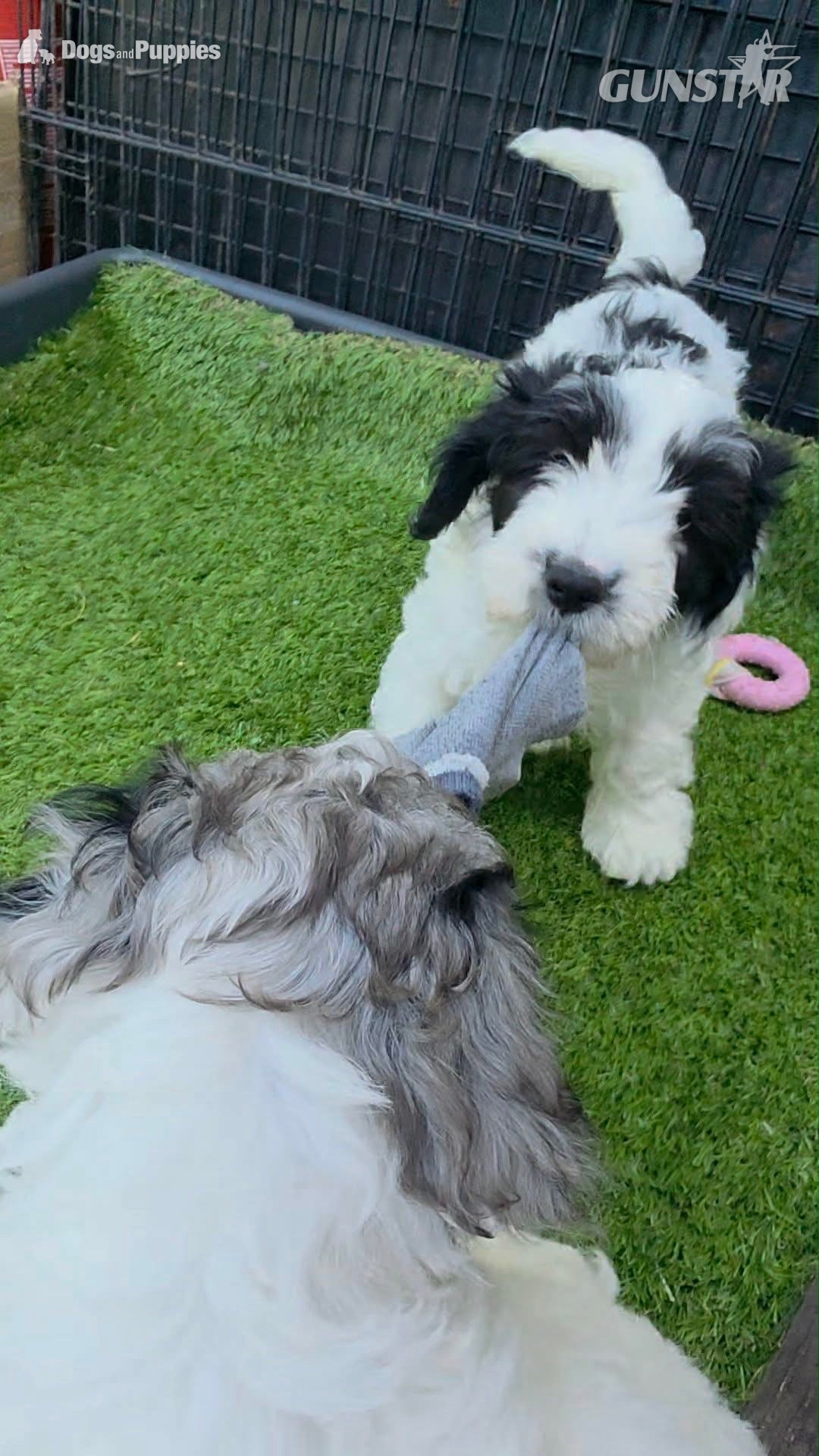  Last female cockapoo 