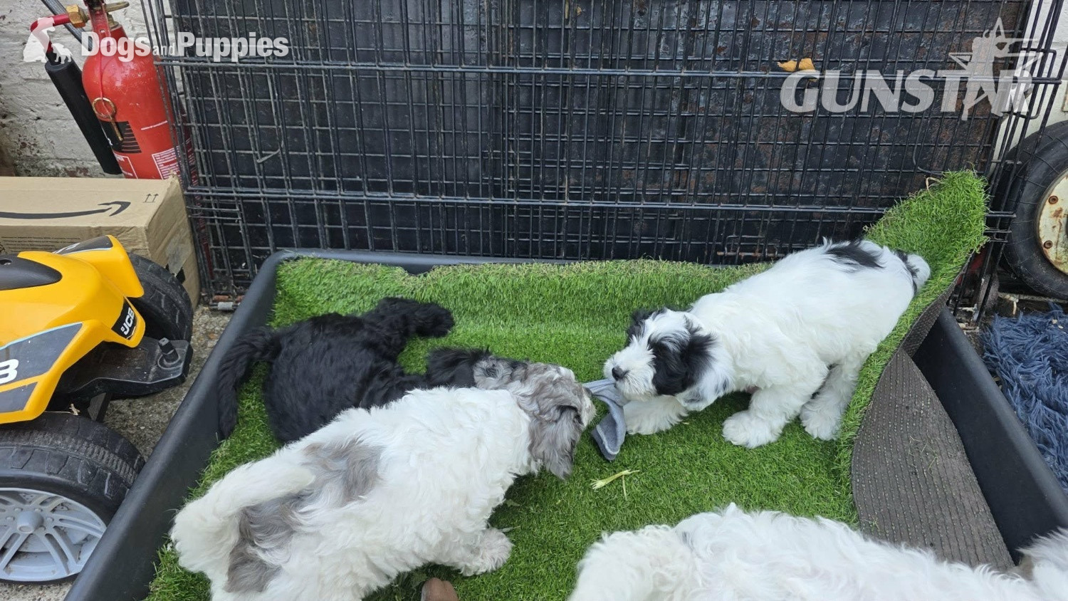 Last female cockapoo  - {CATEGORY}