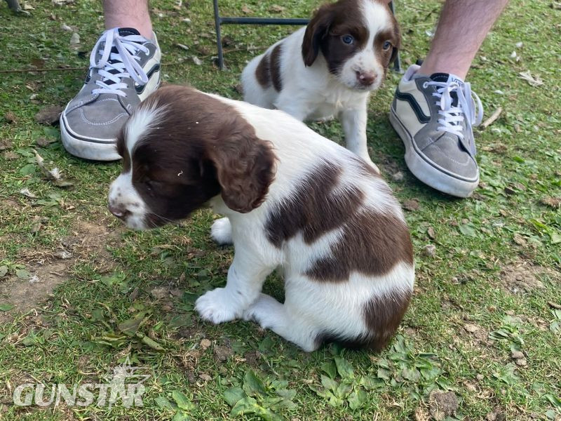 KC REGISTERED ENGLISH SPRINGER SPANIEL PUPS
