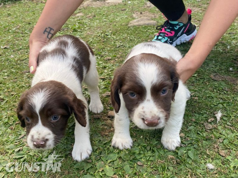  KC REGISTERED ENGLISH SPRINGER SPANIEL PUPS