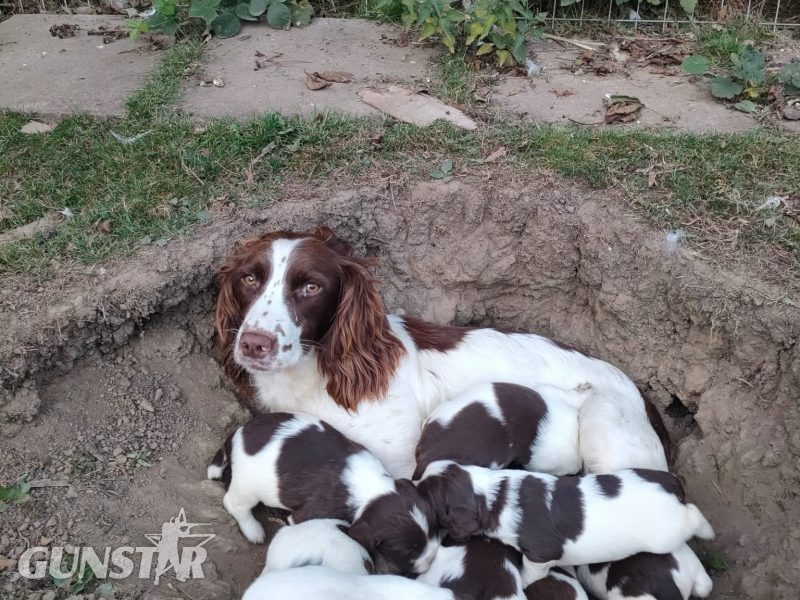 KC REGISTERED ENGLISH SPRINGER SPANIEL PUPS in 