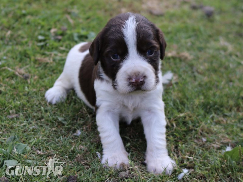 KC REGISTERED ENGLISH SPRINGER SPANIEL PUPS - {CATEGORY}