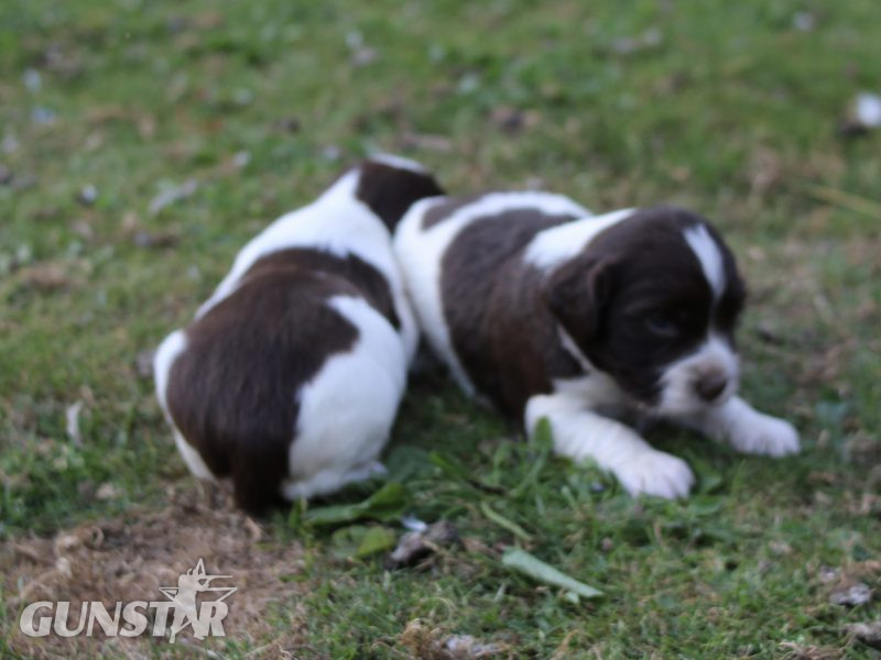 KC REGISTERED ENGLISH SPRINGER SPANIEL PUPS - {CATEGORY} in 
