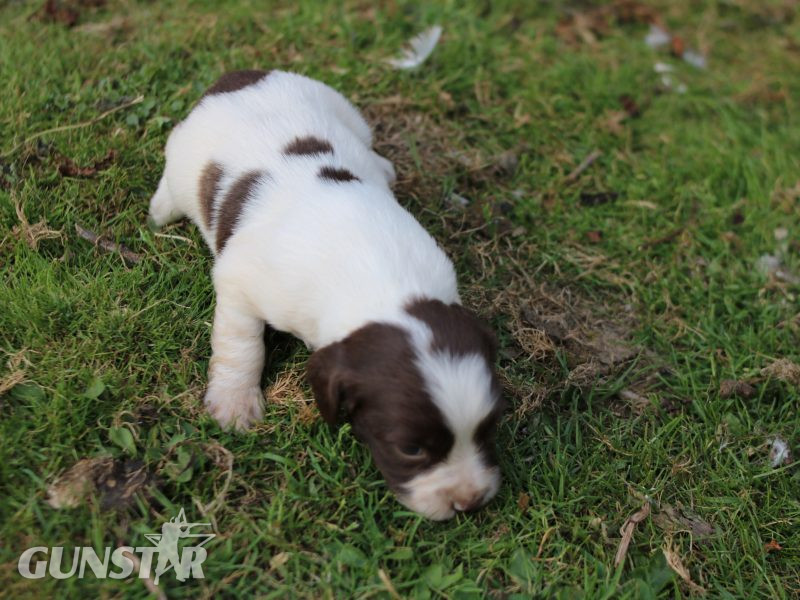 {CATEGORY} - KC REGISTERED ENGLISH SPRINGER SPANIEL PUPS in 