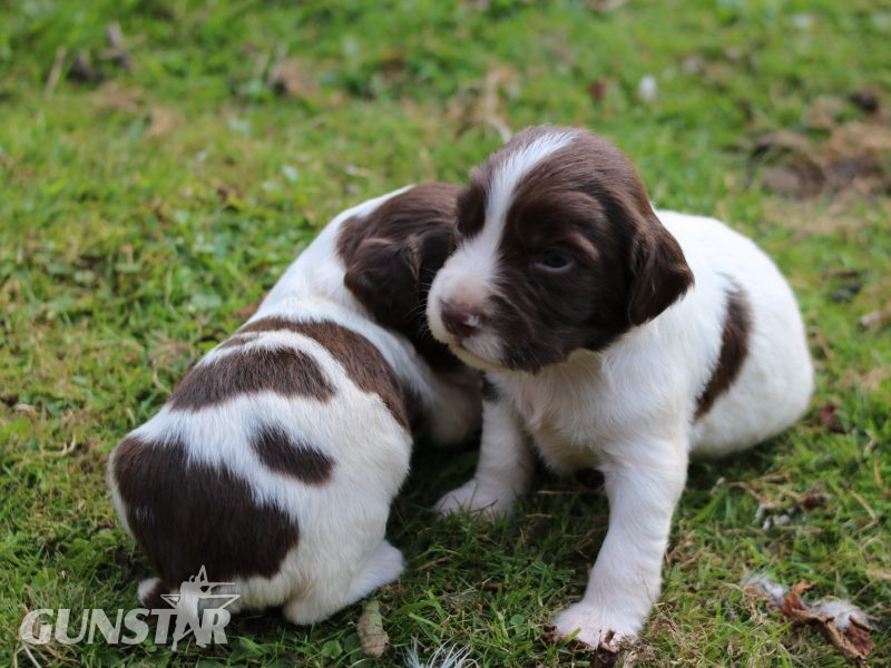 KC REGISTERED ENGLISH SPRINGER SPANIEL PUPS 