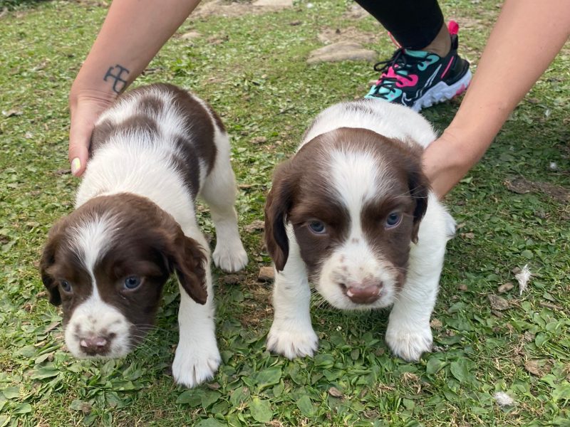 KC REGISTERED ENGLISH SPRINGER SPANIEL PUPS