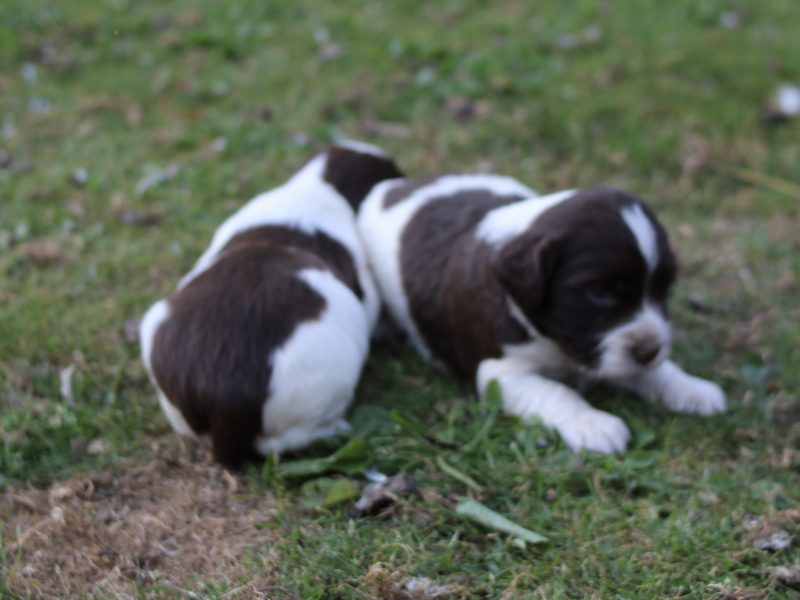 KC REGISTERED ENGLISH SPRINGER SPANIEL PUPS - {CATEGORY} in 
