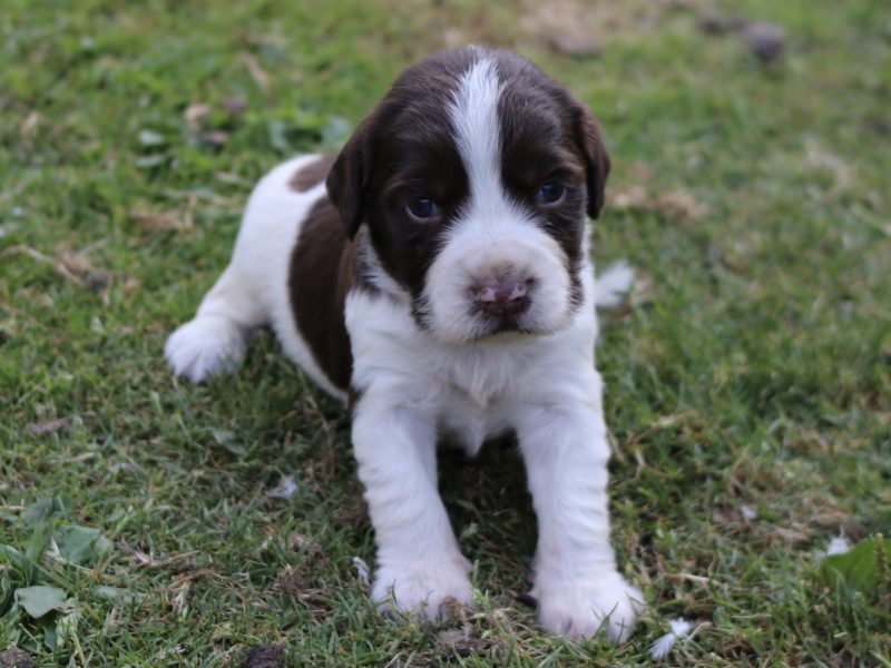 KC REGISTERED ENGLISH SPRINGER SPANIEL PUPS - {CATEGORY}