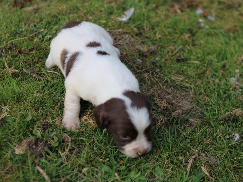 {CATEGORY} - KC REGISTERED ENGLISH SPRINGER SPANIEL PUPS in 