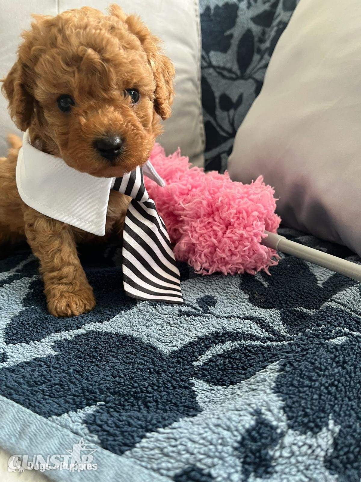 {CATEGORY} - Asian poodle x cavapoo 