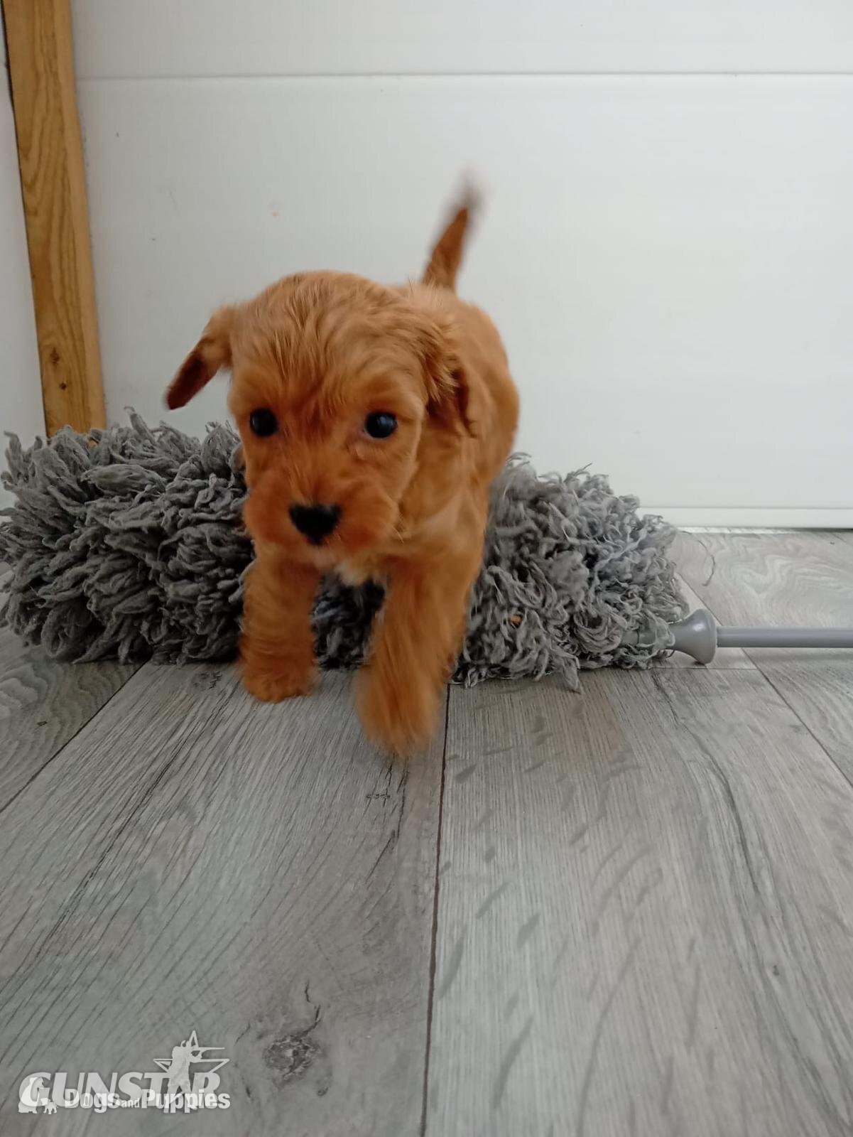  Asian poodle x cavapoo 