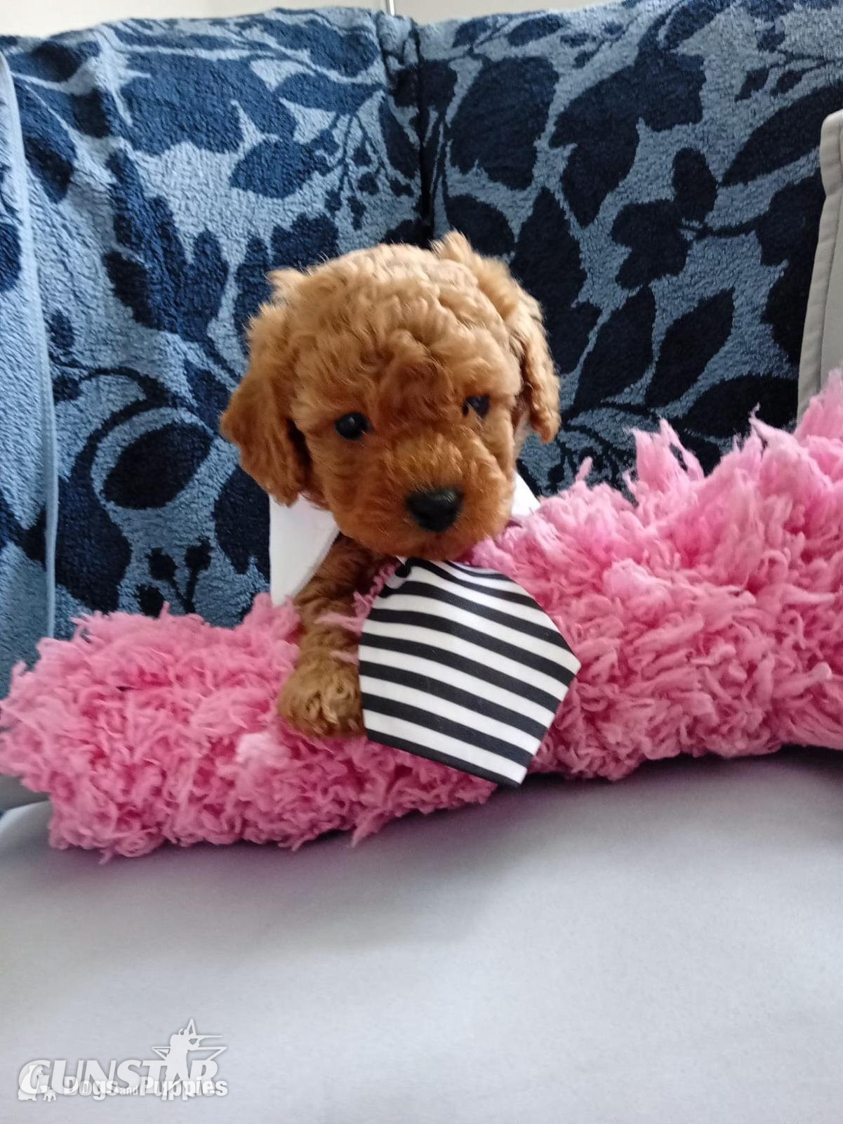 Asian poodle x cavapoo 