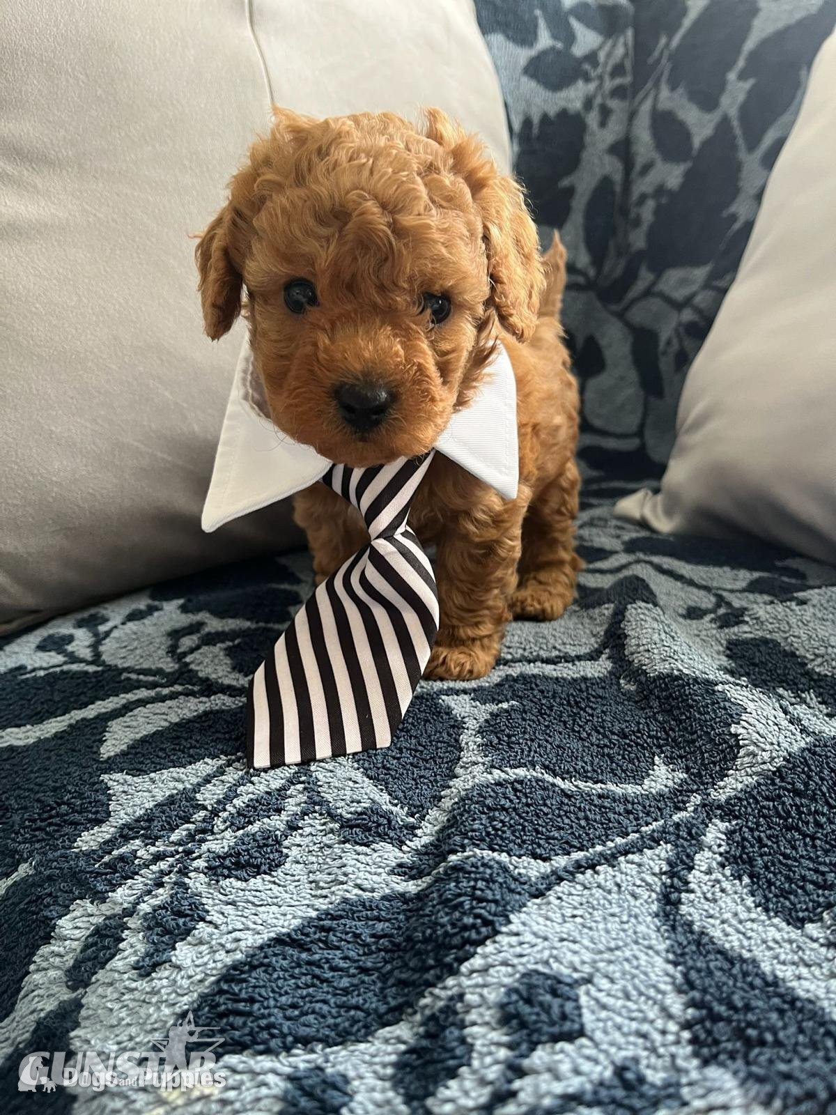 Asian poodle x cavapoo  in 