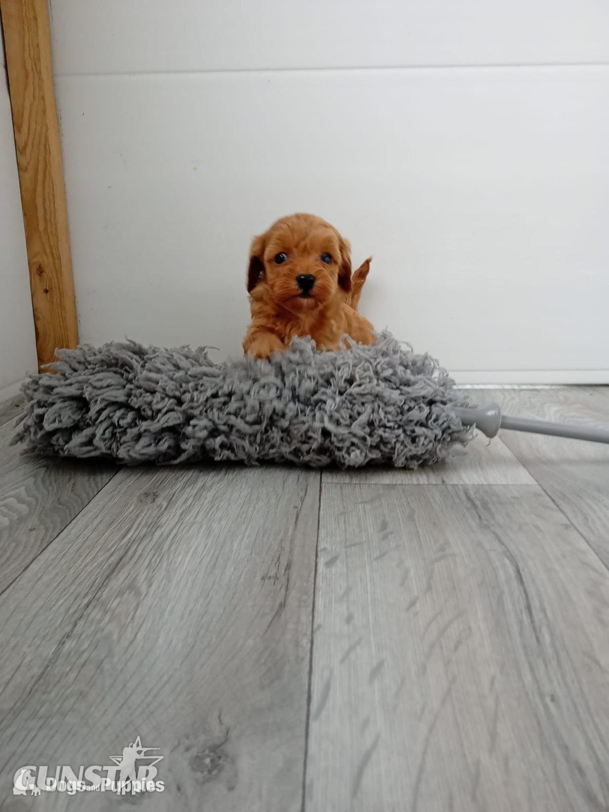 Asian poodle x cavapoo  - {CATEGORY} in 