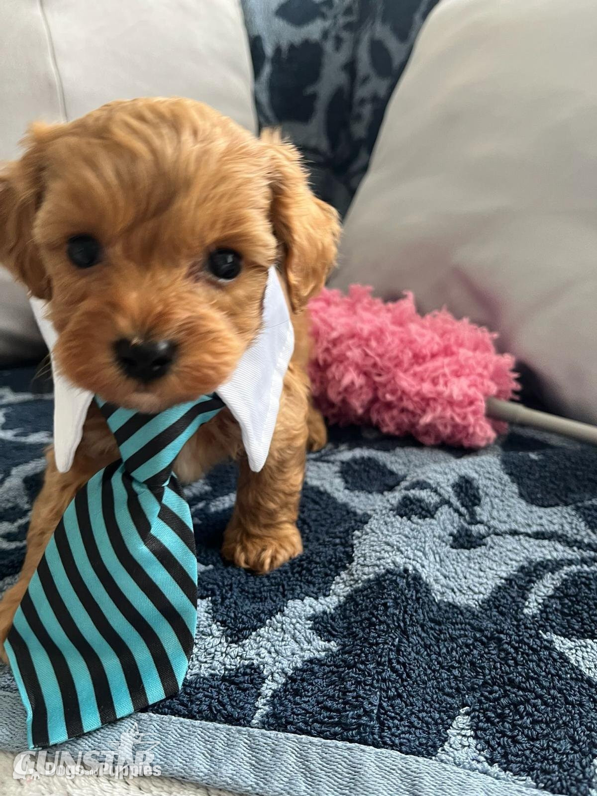 Asian poodle x cavapoo  