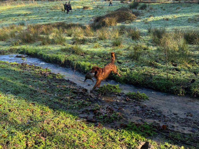 Working Golden Retrievers - {CATEGORY} in 