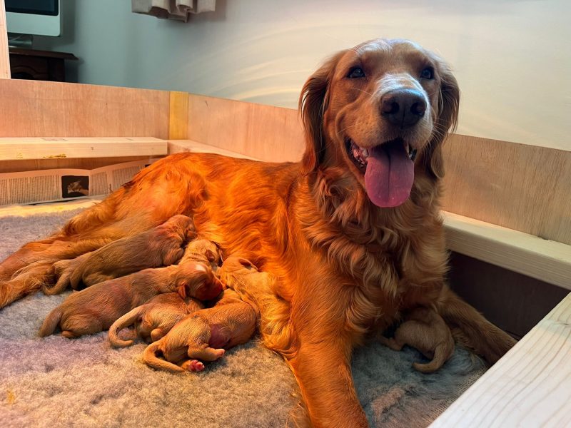 Working Golden Retrievers - {CATEGORY}