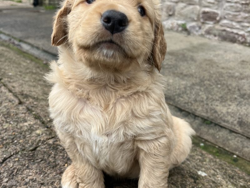 {CATEGORY} - Working Golden Retrievers in 