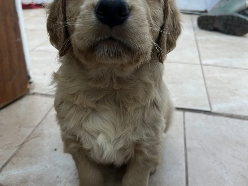 {CATEGORY} - Working Golden Retrievers