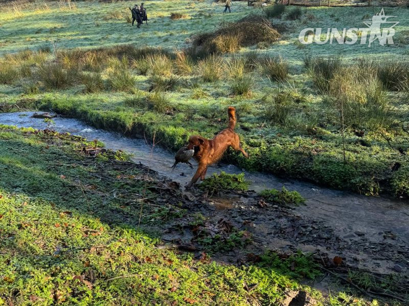 Working Golden Retrievers - {CATEGORY} in 