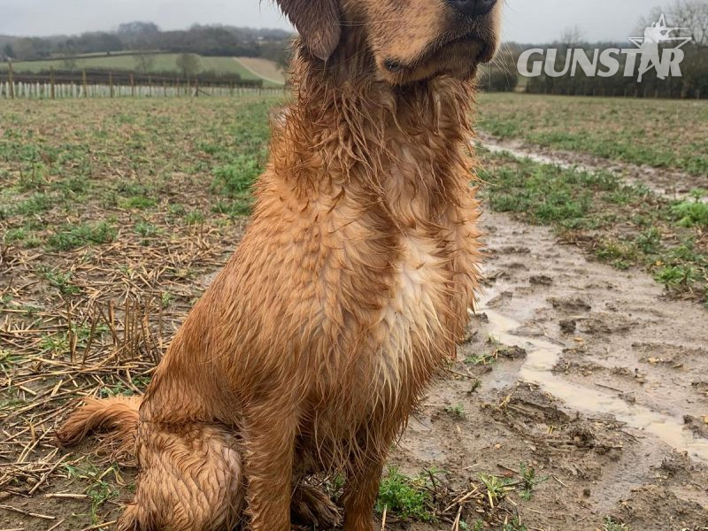 Working Golden Retrievers