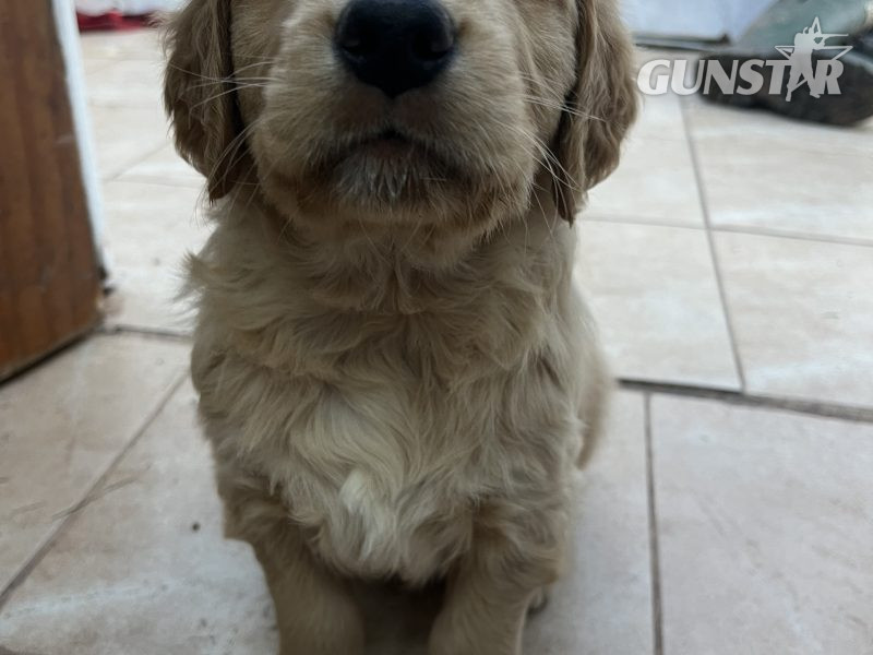 {CATEGORY} - Working Golden Retrievers