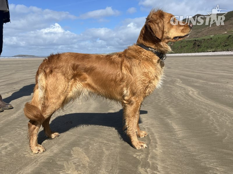 Working Golden Retrievers in 