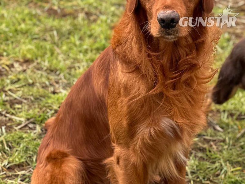  Working Golden Retrievers