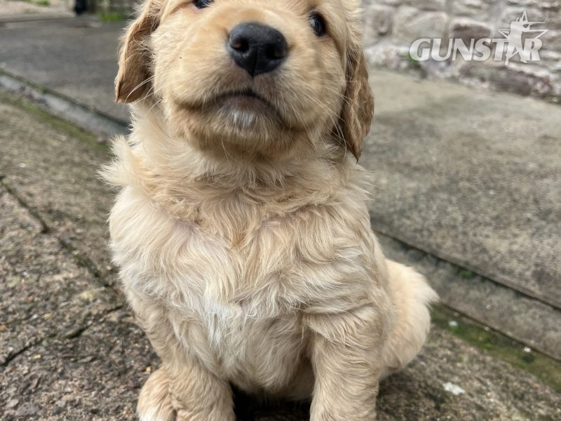 {CATEGORY} - Working Golden Retrievers in 