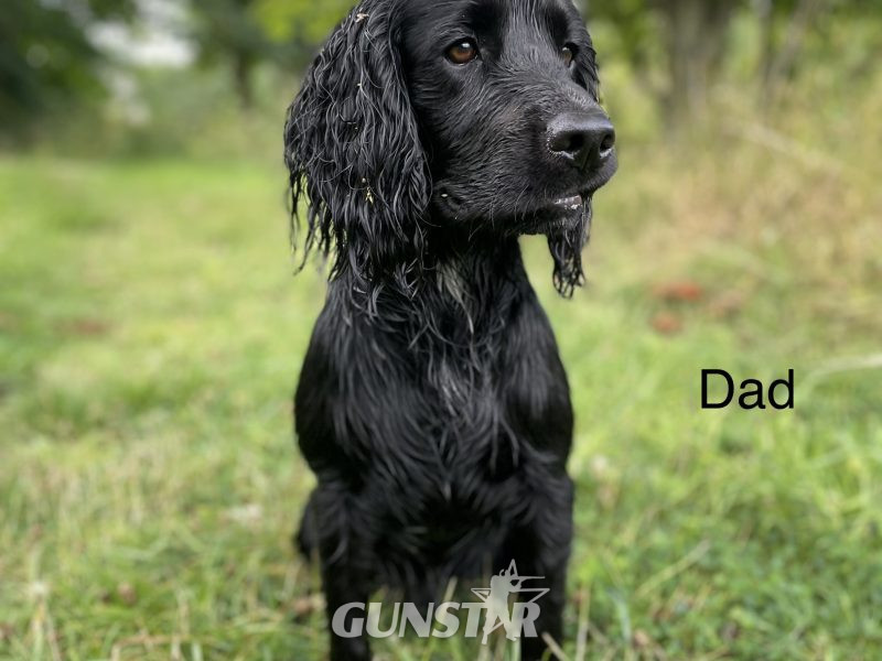 {CATEGORY} - KC working cocker spaniel pups in 