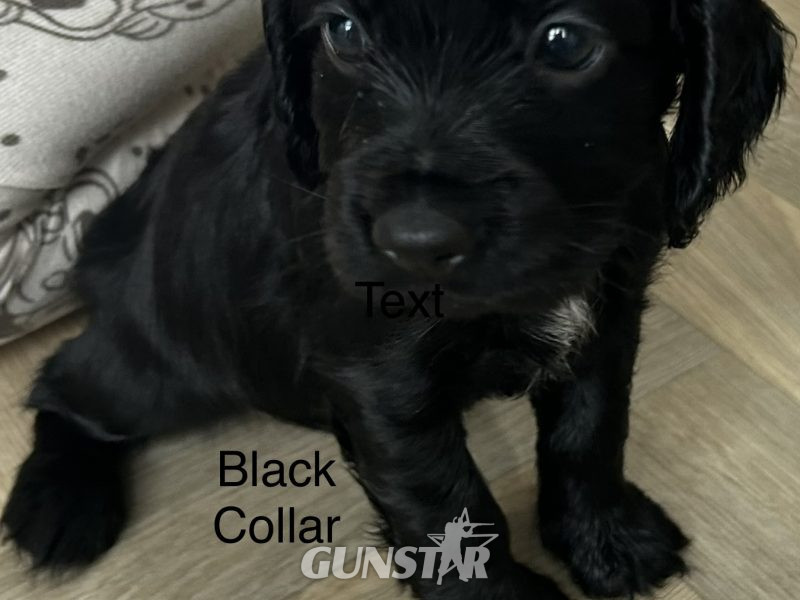 KC working cocker spaniel pups 