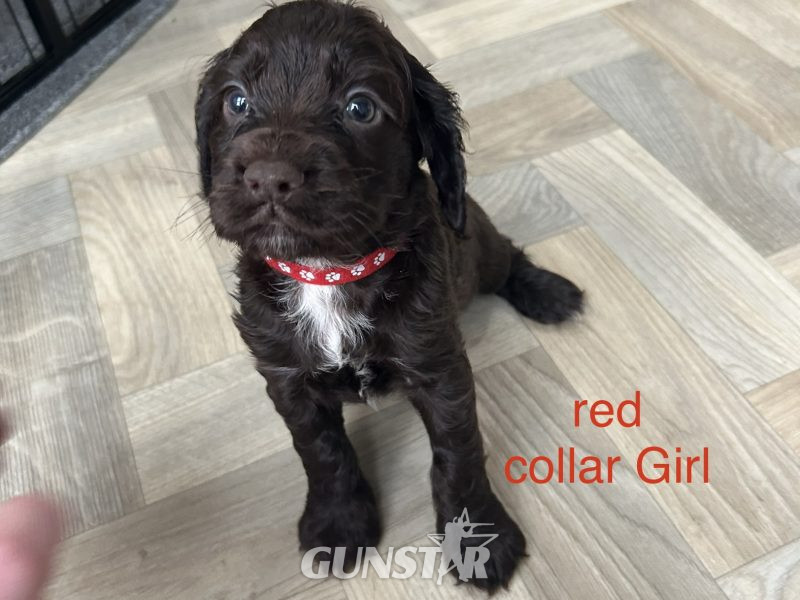KC working cocker spaniel pups in 