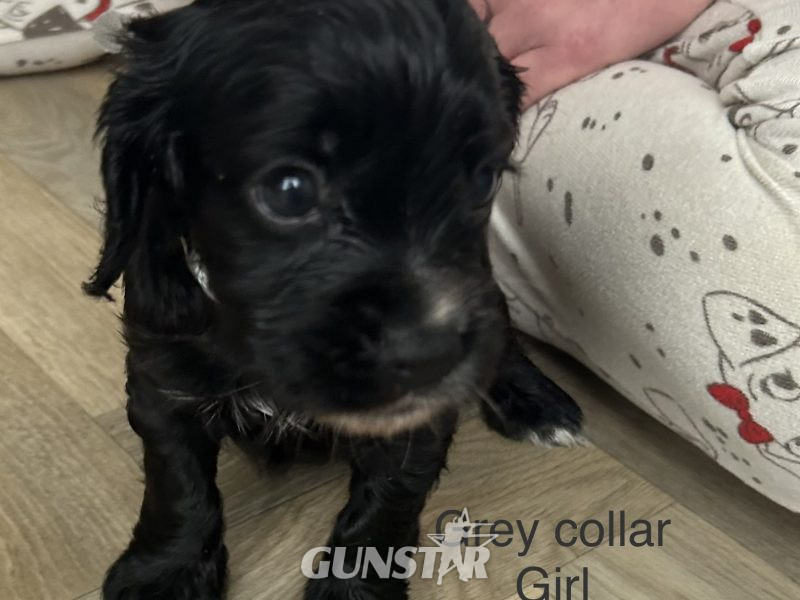  KC working cocker spaniel pups