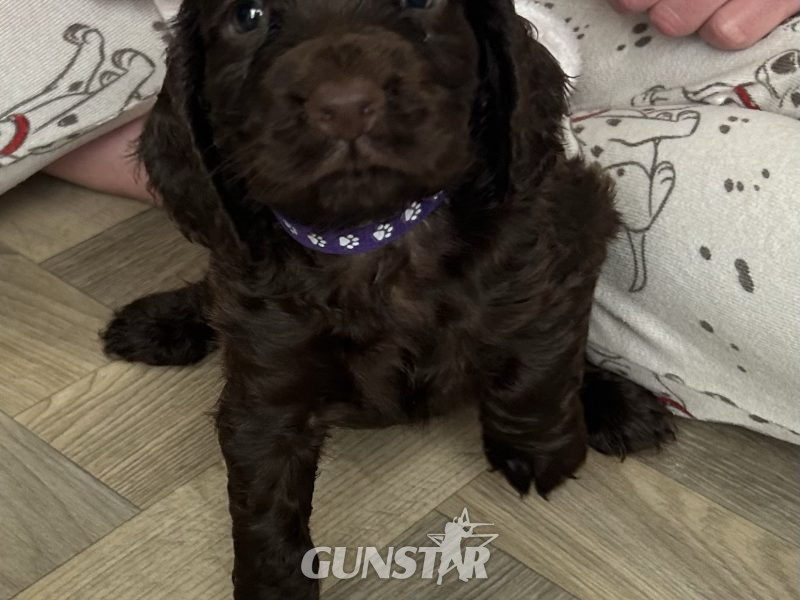KC working cocker spaniel pups - {CATEGORY}