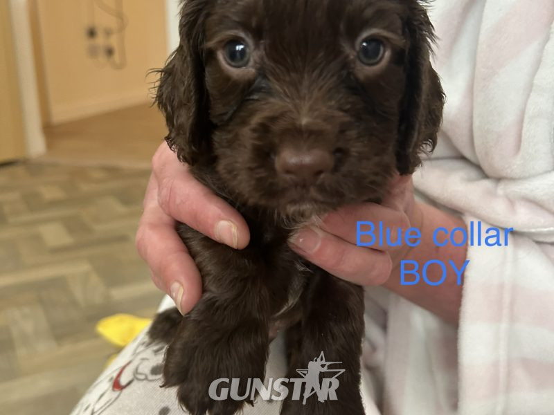 KC working cocker spaniel pups