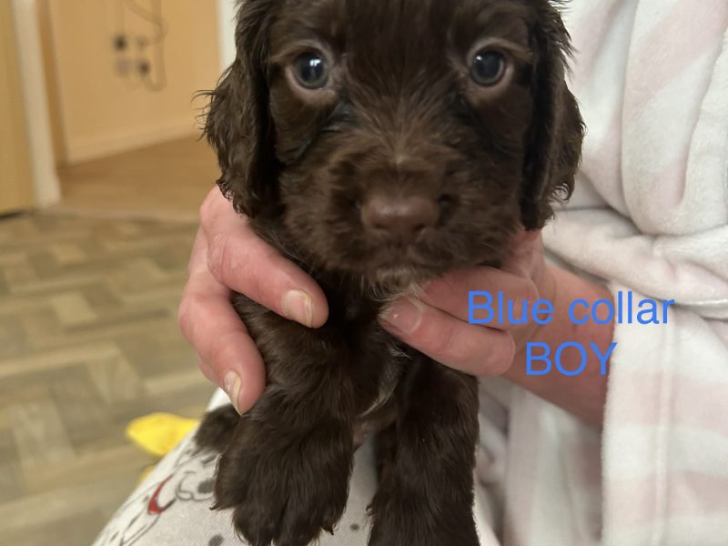 KC working cocker spaniel pups