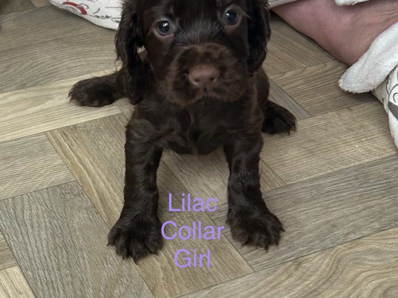 KC working cocker spaniel pups - {CATEGORY} in 