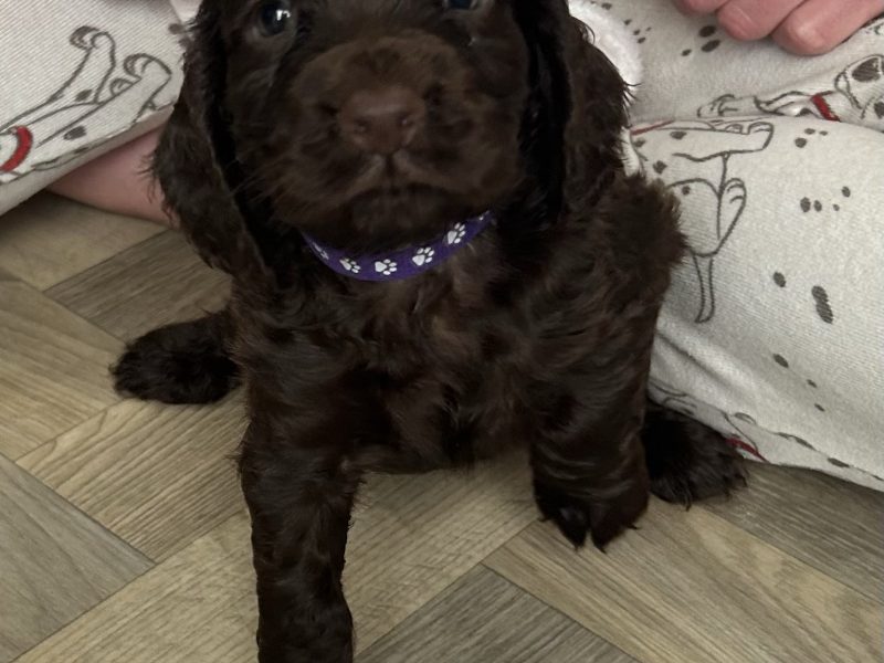 KC working cocker spaniel pups - {CATEGORY}