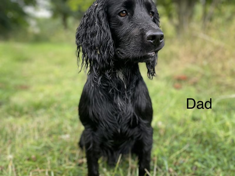 {CATEGORY} - KC working cocker spaniel pups in 