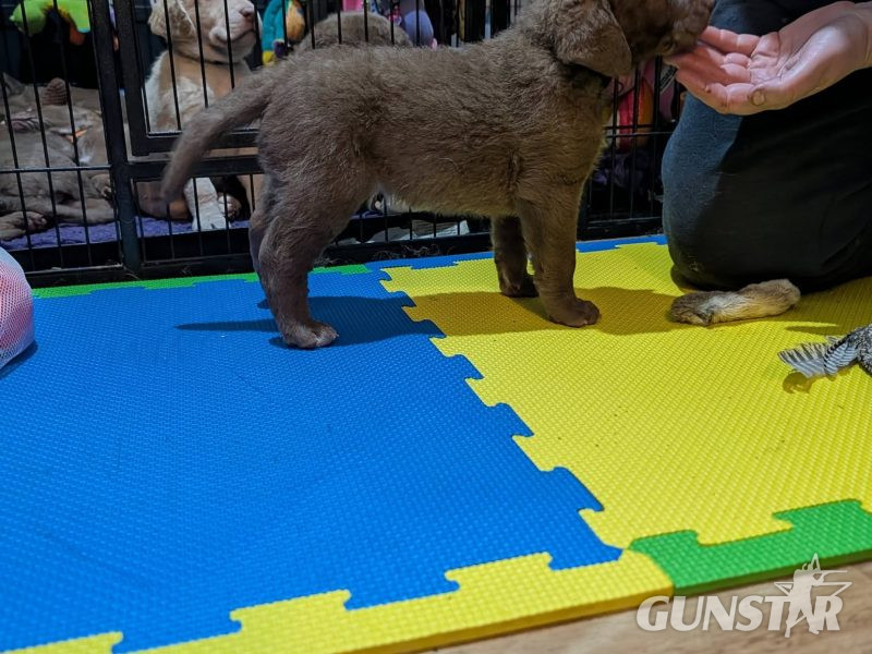 Cracking litter of Chessie pups for work / show - {CATEGORY}